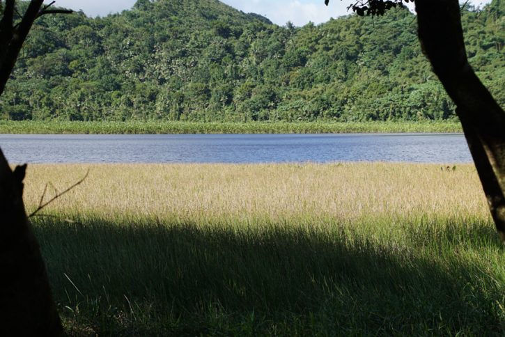 Grand Etang